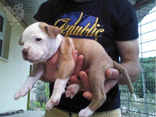 πωλουνται κουταβια pitbull